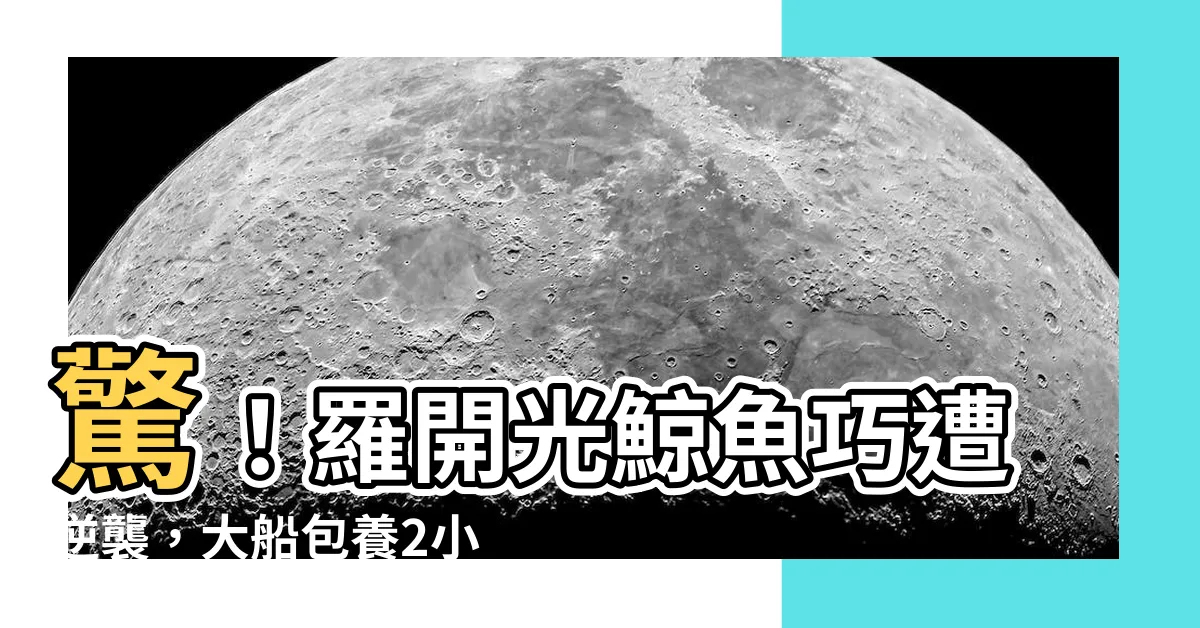 【羅開光鯨魚】驚！羅開光鯨魚巧遭逆襲，大船包養2小時竟犧牲血價