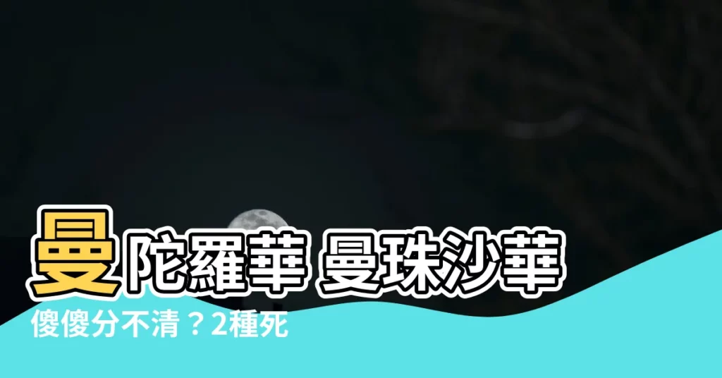 【曼陀羅華 曼珠沙華】曼陀羅華 曼珠沙華傻傻分不清？2種死亡之花別搞錯！