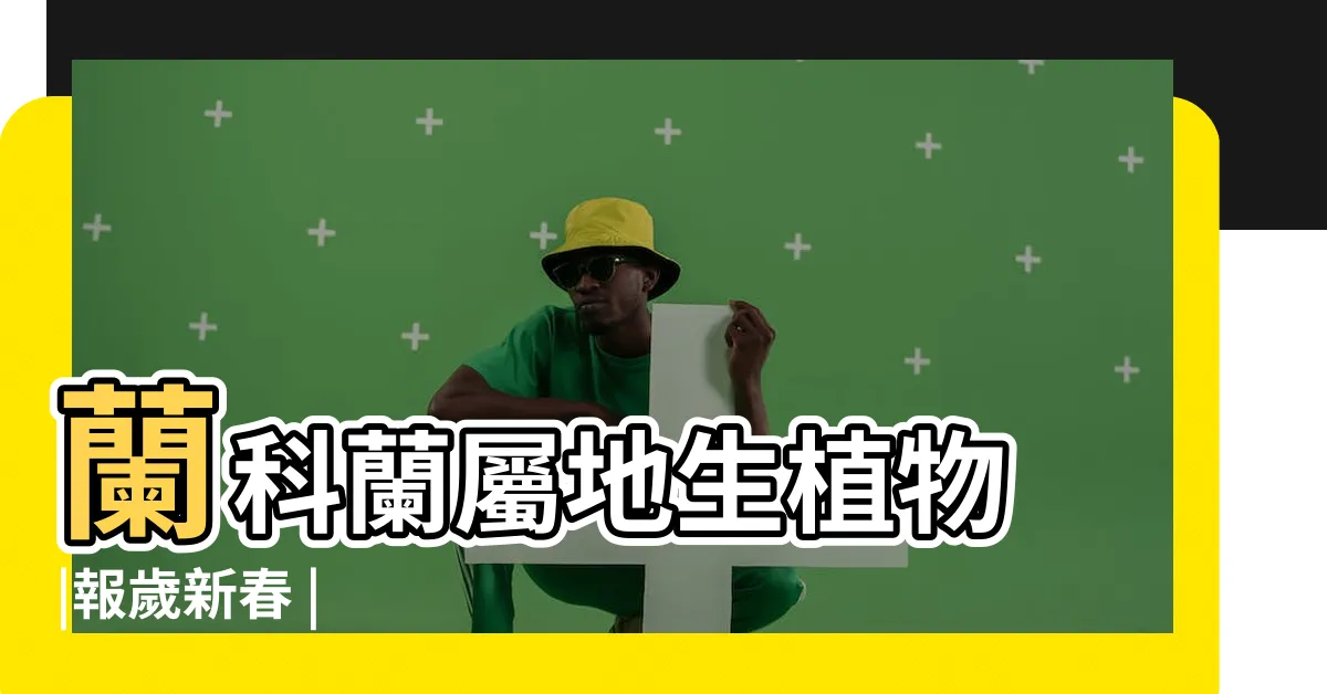 【墨蘭】蘭科蘭屬地生植物 |報歲新春 |