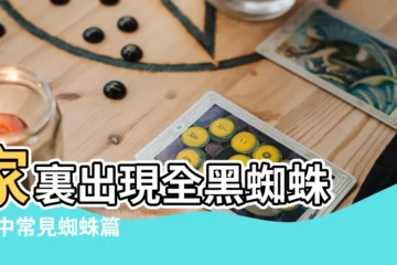 【室內黑色大蜘蛛】家裏出現全黑蜘蛛 |家中常見蜘蛛篇 |該把家裡的蜘蛛殺掉嗎 |