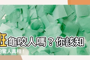 【班龜會咬人嗎】班龜咬人嗎？你該知道的驚人真相！