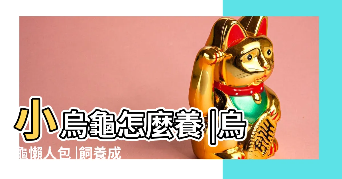 【養烏龜的注意事項】小烏龜怎麼養 |烏龜懶人包 |飼養成功率100 |