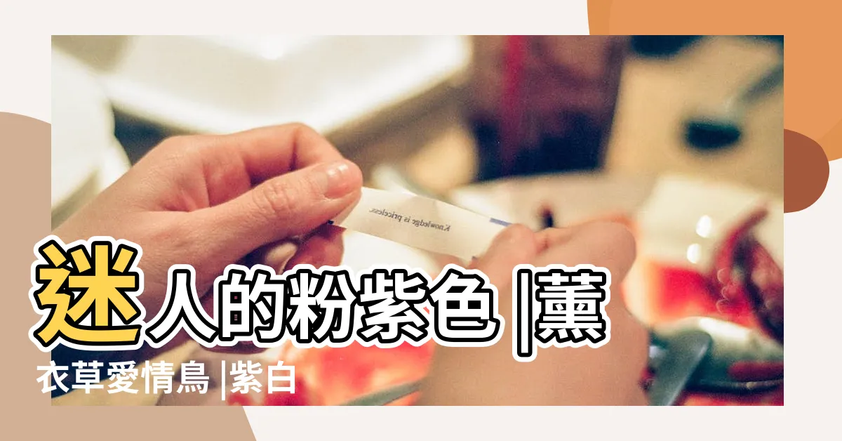 【紫色愛情鳥】迷人的粉紫色 |薰衣草愛情鳥 |紫白色鸚鵡仙氣療癒人心 |