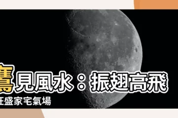 【鷹 風水】鷹見風水：振翅高飛，旺盛家宅氣場