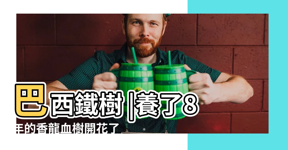 【香龍血樹開花】巴西鐵樹 |養了8年的香龍血樹開花了 |香龍血樹 |