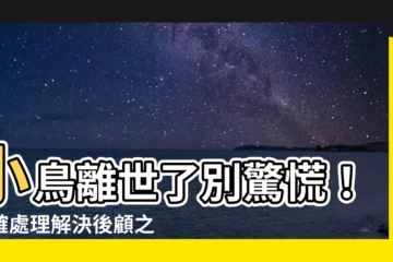 【小鳥死掉怎麼辦】小鳥離世了別驚慌！正確處理解決後顧之憂