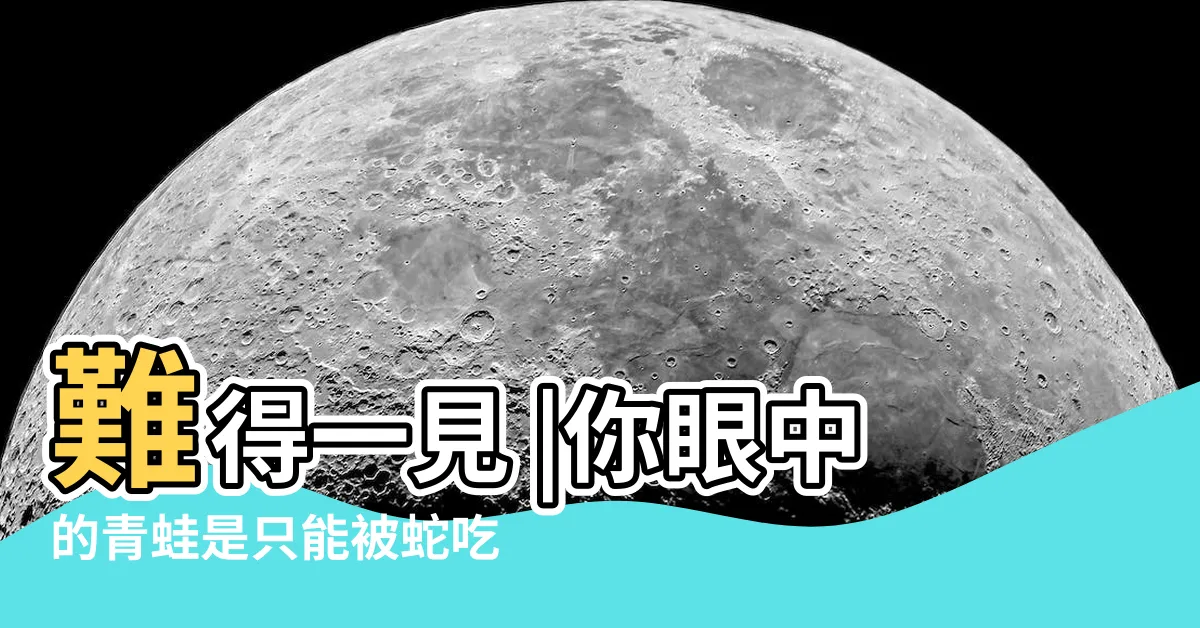 【蛇吃青蛙】難得一見 |你眼中的青蛙是只能被蛇吃嗎 |這種青蛙 |