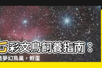 【七彩文鳥飼養】七彩文鳥飼養指南：打造夢幻鳥巢，孵蛋不求人！