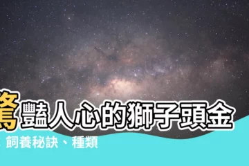 【獅子頭金魚】驚豔人心的獅子頭金魚：飼養秘訣、種類與健康指南