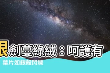 【銀劍蔓綠絨照顧】銀劍蔓綠絨：呵護有方，葉片如銀般閃爍！
