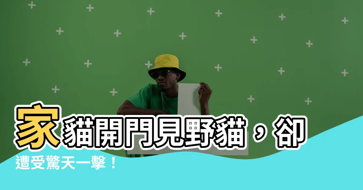 【家貓看到野貓】家貓開門見野貓，卻遭受驚天一擊！