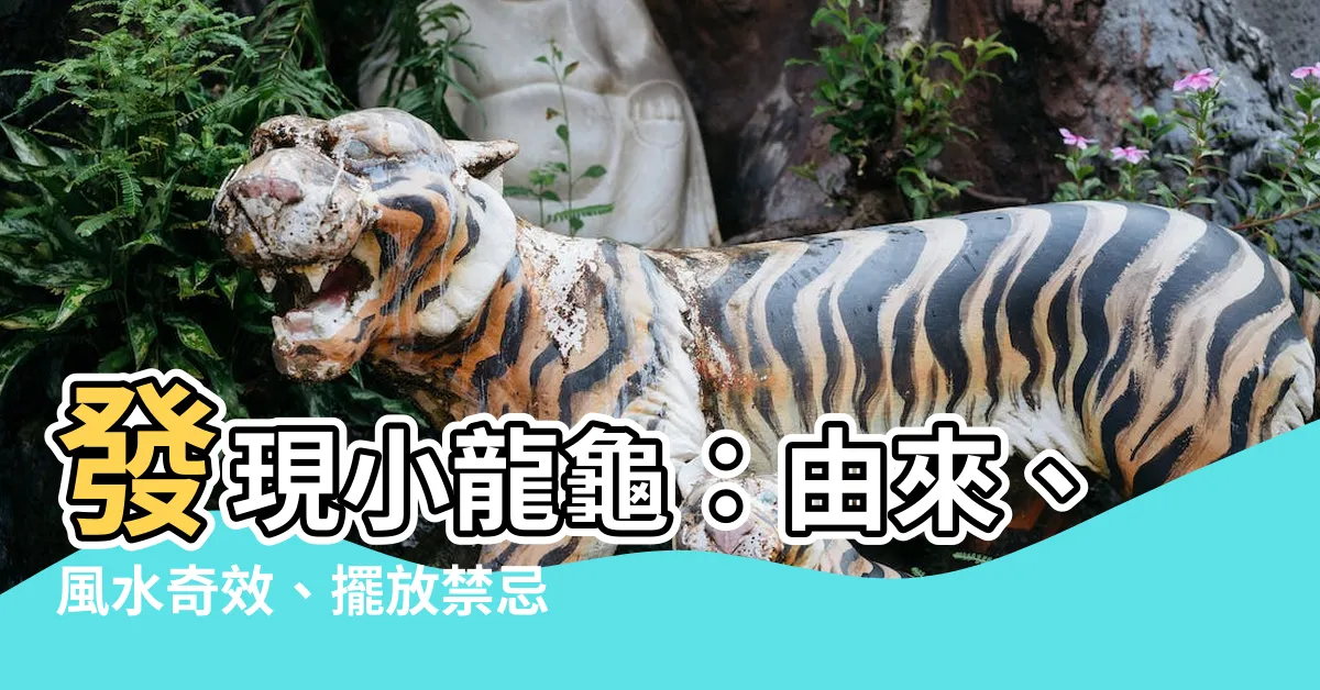 【小龍龜】發現小龍龜：由來、風水奇效、擺放禁忌一次掌握！