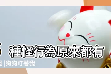 【狗一直盯着一個人】6種怪行為原來都有原因 |狗狗盯著我看是一種狗的行為語言 |可能狗狗有意見要對你表達 |