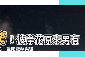 【曼陀羅華 彼岸花】驚！彼岸花原來另有其名│曼陀羅華與彼岸花的真相揭秘