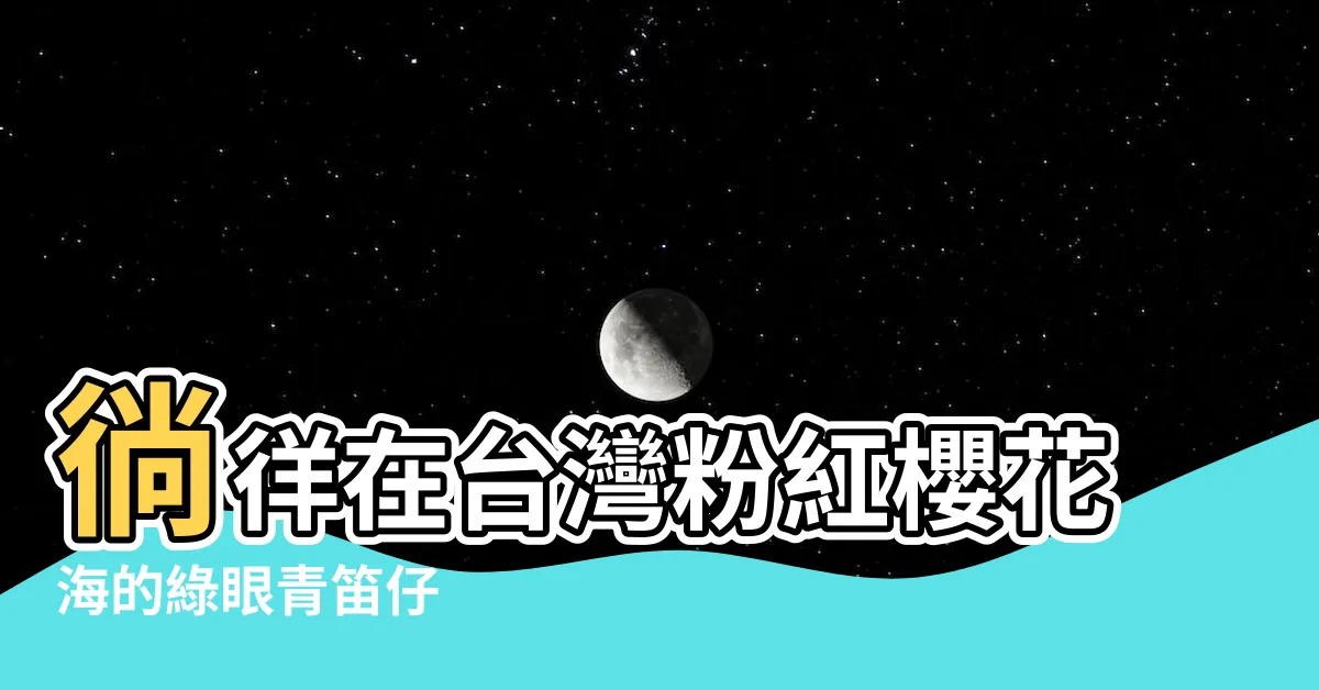 【青笛仔】徜徉在台灣粉紅櫻花海的綠眼青笛仔