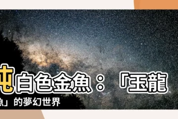 【白色金魚】純白色金魚：「玉龍金魚」的夢幻世界