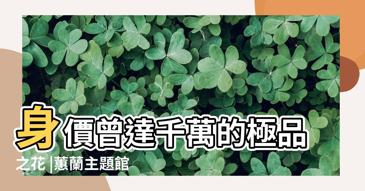 【報歲蘭品種】身價曾達千萬的極品之花 |蕙蘭主題館 |金華山報歲蘭 |