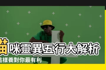 【貓 五行】貓咪靈異五行大解析！這樣養對你最有利！
