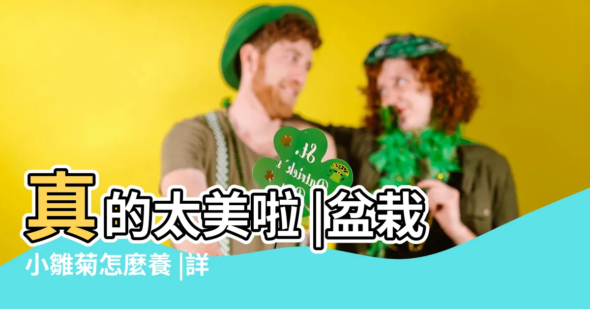 【小雛菊好種嗎】真的太美啦 |盆栽小雛菊怎麼養 |詳細方法 |