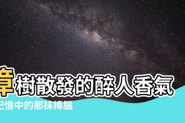 【樟樹的味道】樟樹散發的醉人香氣：記憶中的那抹樟腦味道