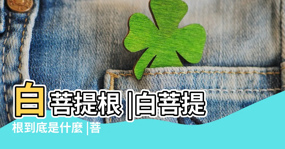 【白菩提】白菩提根 |白菩提根到底是什麼 |菩提本無樹 |