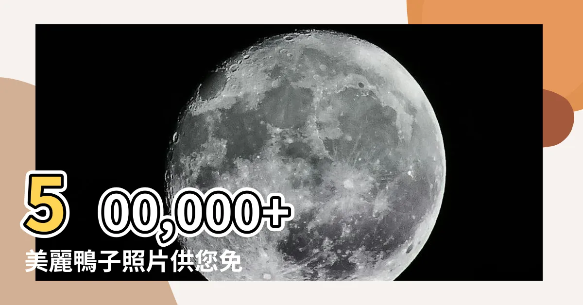 【鴨子照片】500,000+ 美麗鴨子照片供您免費下載
