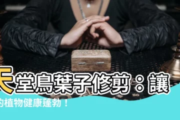 【天堂鳥葉子修剪】天堂鳥葉子修剪：讓你的植物健康蓬勃！