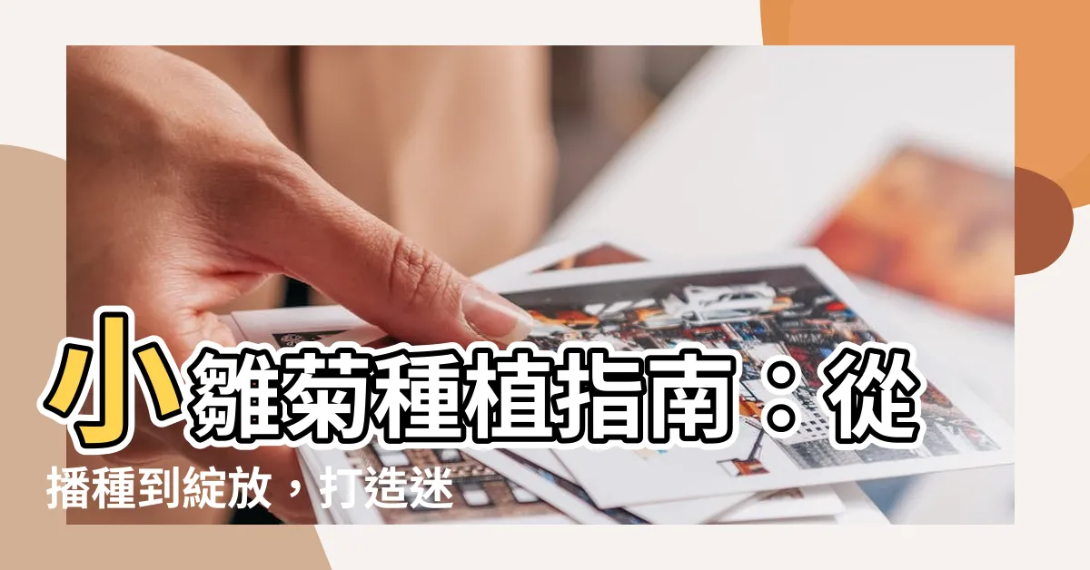 【小雛菊種植】小雛菊種植指南：從播種到綻放，打造迷人花園