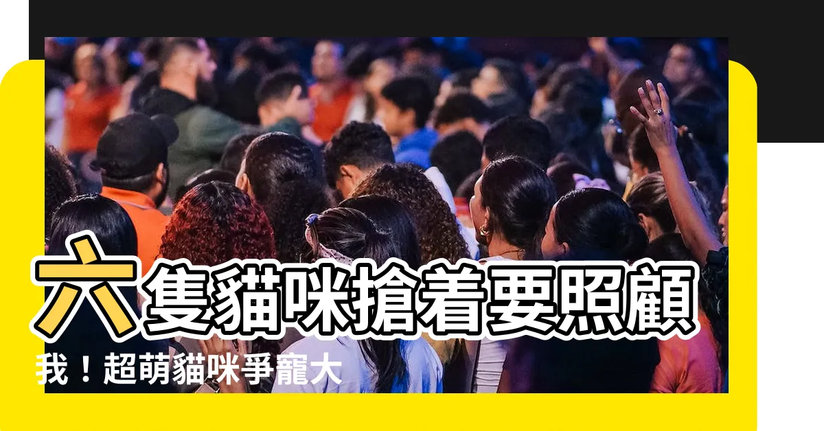 【六隻貓爭著要養我】六隻貓咪搶着要照顧我！超萌貓咪爭寵大戰