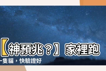 【家裡跑來一隻貓】【神預兆？】家裡跑來一隻貓，快驗證好運來了！