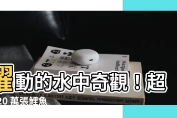 【鯉魚圖】躍動的水中奇觀！超過 20 萬張鯉魚圖庫等你探索
