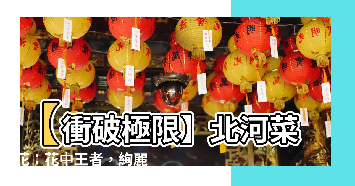 【北河菜花】【衝破極限】北河菜花：花中王者，絢麗綻放，震撼你的視覺神經！