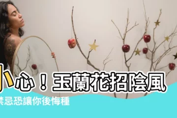 【玉蘭花招陰】小心！玉蘭花招陰風水禁忌恐讓你後悔種植