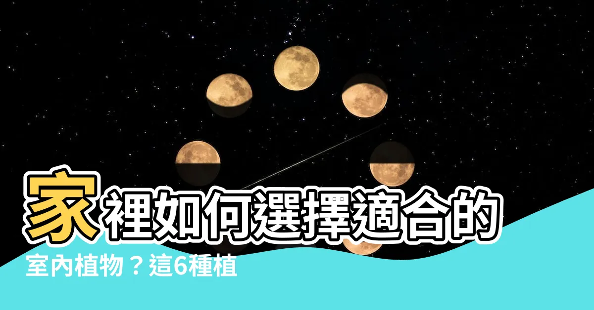 【適閤家裡的植物】家裡如何選擇適合的室內植物？這6種植物你絕不能錯過！