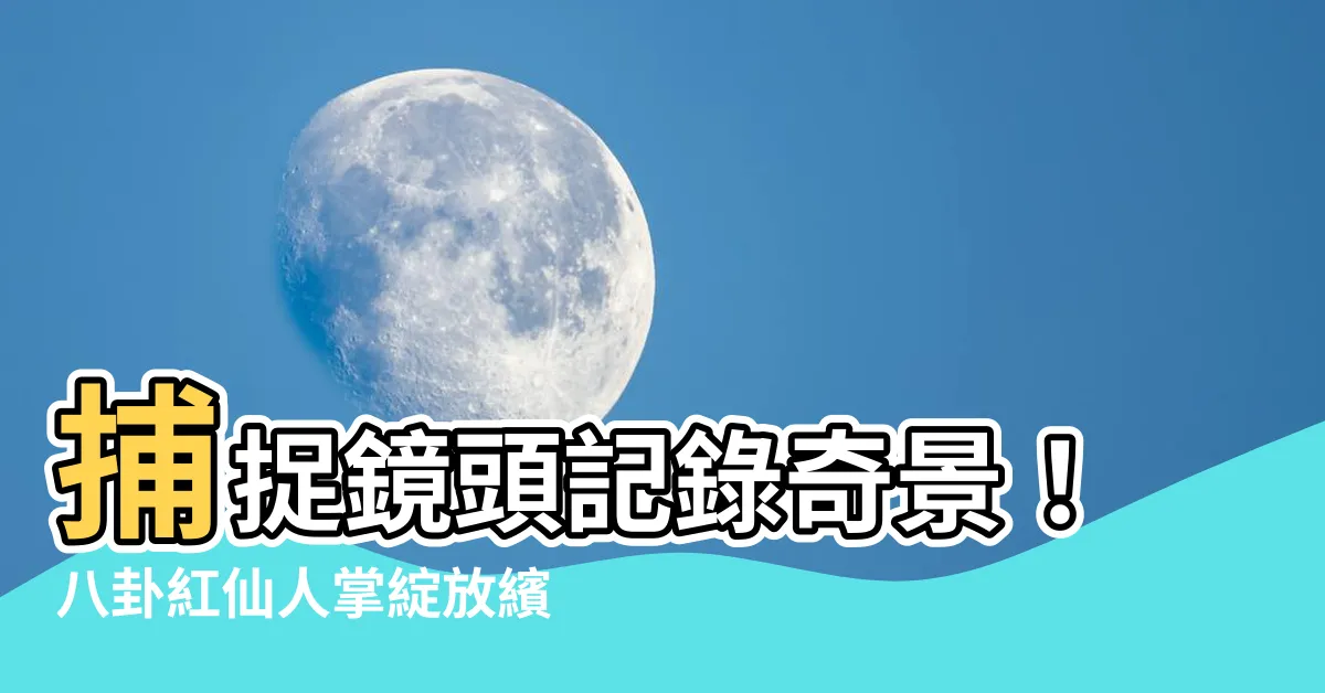 【八卦紅仙人掌開花】捕捉鏡頭記錄奇景！八卦紅仙人掌綻放繽紛花朵