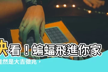 【蝙蝠進來家裡】快看！蝙蝠飛進你家，竟然是大吉徵兆，快把牠留下來！
