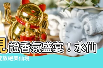 【水仙 花】見證香氛盛宴！水仙花綻放絕美仙境