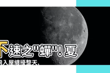 【蟬 飛】不速之"蟬"! 夏蟬飛入屋纏擾整天, 煩躁指數飆升