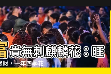 【無刺麒麟花風水】富貴無刺麒麟花：旺運聚財，一年四季花開不敗