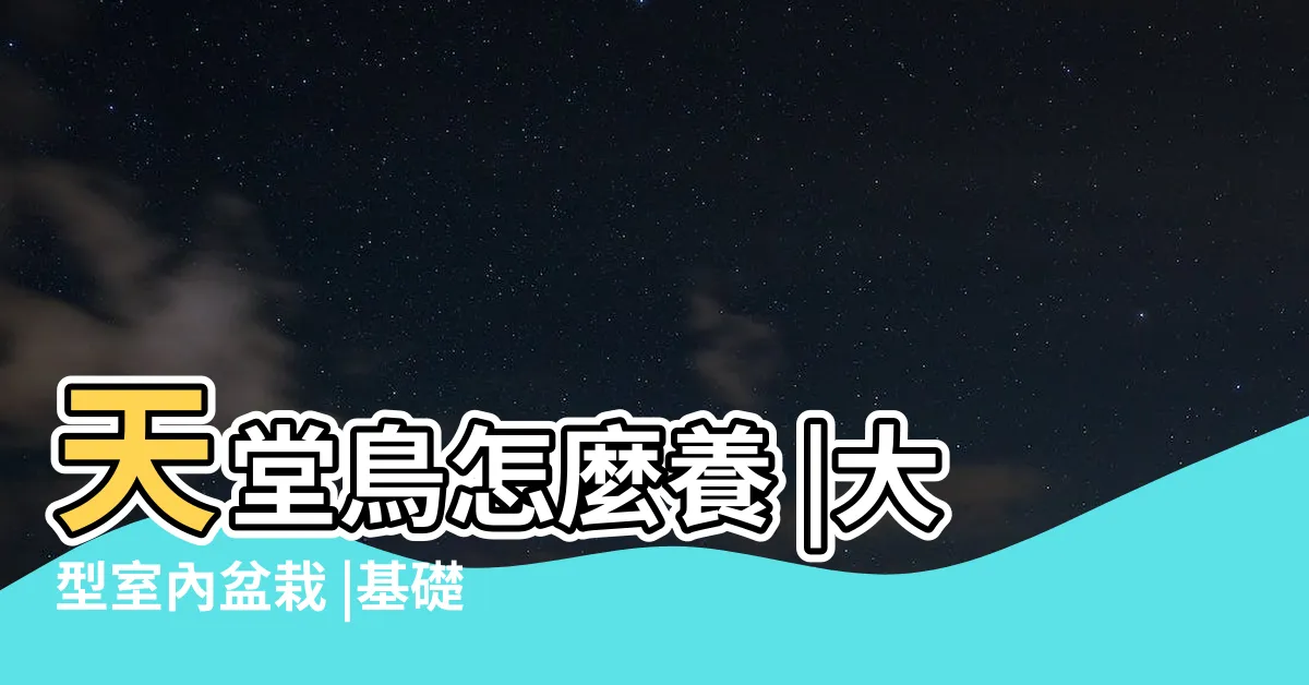 【天堂鳥樹】天堂鳥怎麼養 |大型室內盆栽 |基礎照顧方法和特色 |