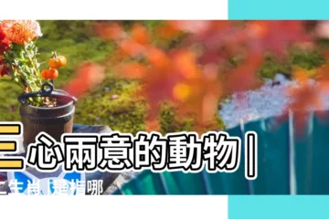 【心在什麼動物是什麼生肖】三心兩意的動物 |十二生肖 |是指哪一個 |