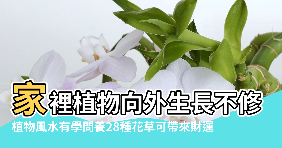 【植物的風水學問】家裡植物向外生長不修剪小心運勢走下坡 |植物風水有學問養28種花草可帶來財運 |植物風水學問大 |