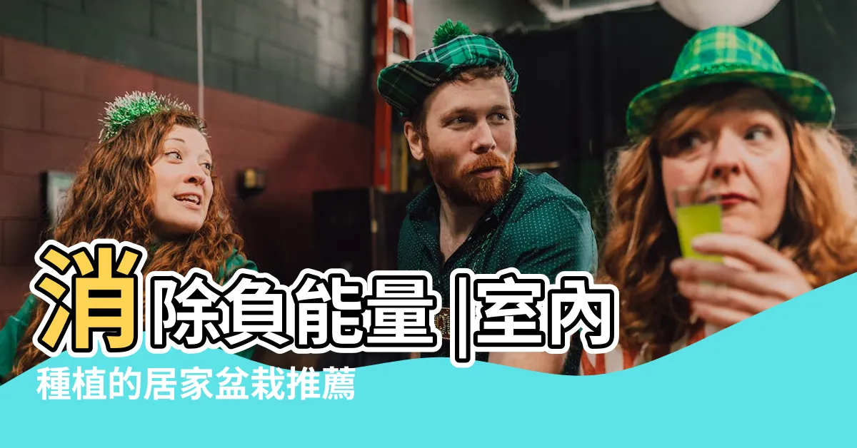 【龜背葉風水】消除負能量 |室內種植的居家盆栽推薦 |淨化空氣 |