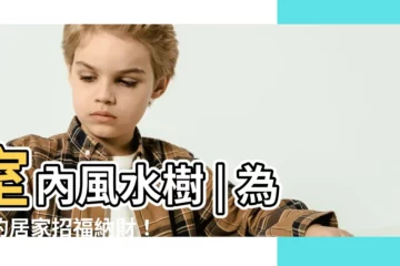 【室內風水樹】室內風水樹 | 為你的居家招福納財！