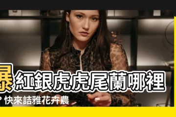 【銀虎虎尾蘭】爆紅銀虎虎尾蘭哪裡買？快來詰雅花卉農園搶購！