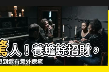 【養蟾蜍招財】驚人！養蟾蜍招財，沒想到還有意外療癒感？