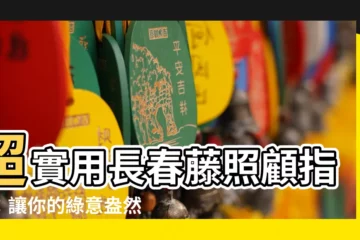 【長春藤照顧】超實用長春藤照顧指南：讓你的綠意盎然！