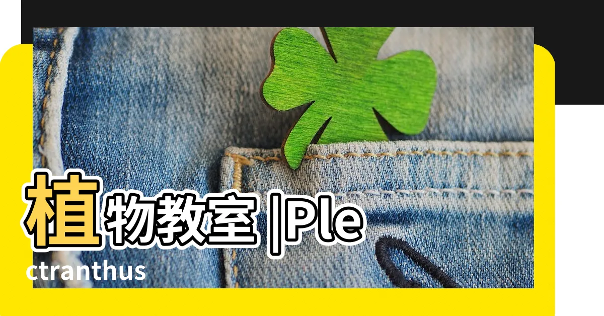 【紫鳳凰枯萎】植物教室 |Plectranthus |開花時間 |