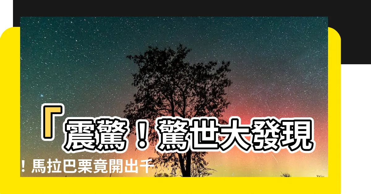 【馬拉巴慄開花】「震驚！驚世大發現！馬拉巴慄竟開出千花世界，如夢似幻！」