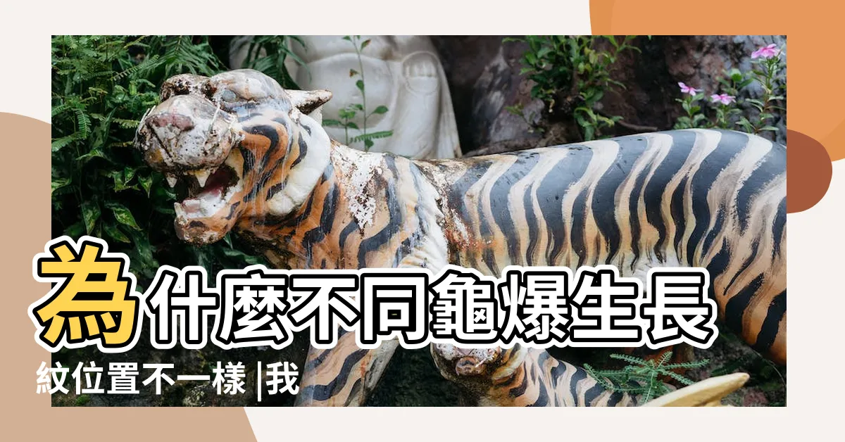 【龜殼紋路】為什麼不同龜爆生長紋位置不一樣 |我的老龜頭 |烏龜的殼是全身骨骼的一部分 |